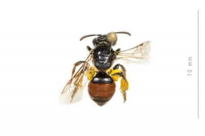  Andrena potentillae Panzer, 1809