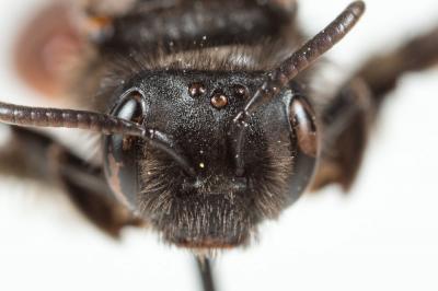  Andrena sardoa Lepeletier, 1841