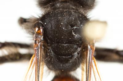  Andrena sardoa Lepeletier, 1841