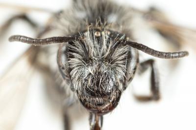  Andrena mucida Kriechbaumer, 1873