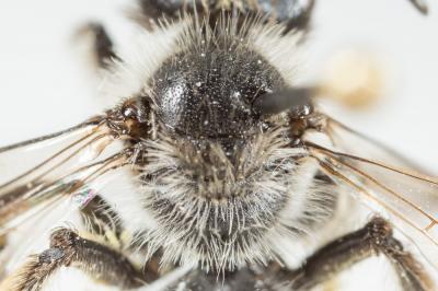  Andrena mucida Kriechbaumer, 1873