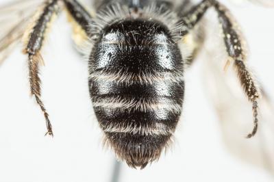  Andrena mucida Kriechbaumer, 1873