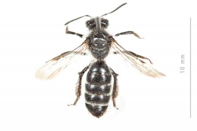  Andrena solenopalpa Benoist, 1945