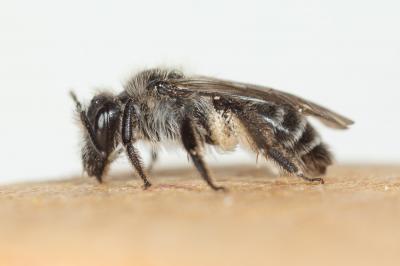  Andrena solenopalpa Benoist, 1945