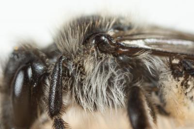  Andrena solenopalpa Benoist, 1945