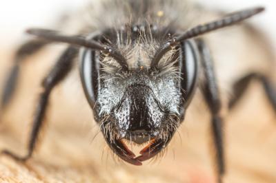  Andrena solenopalpa Benoist, 1945