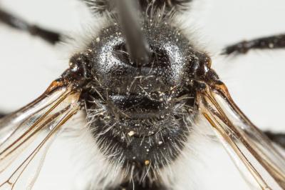  Andrena solenopalpa Benoist, 1945