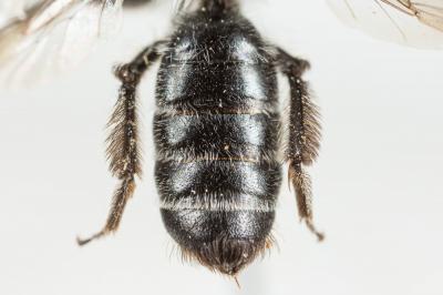  Andrena solenopalpa Benoist, 1945