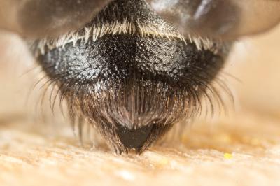  Andrena solenopalpa Benoist, 1945