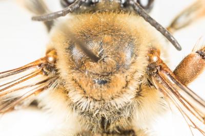 Eucère rousse Eucera rufa (Lepeletier, 1841)