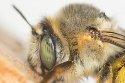 Anthophore agame Anthophora agama Radoszkowski, 1869