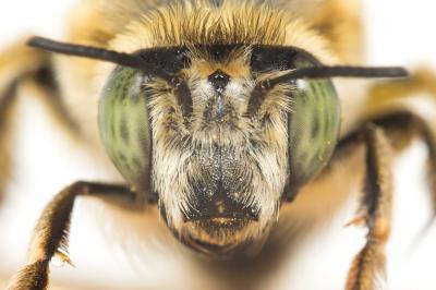 Anthophore agame Anthophora agama Radoszkowski, 1869