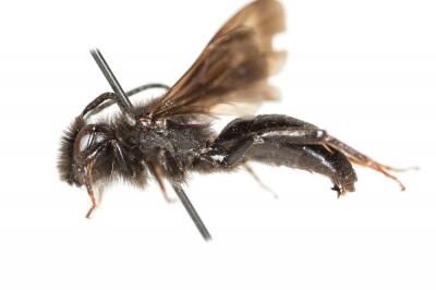  Andrena fuscosa Erichson, 1835