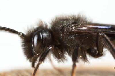  Andrena fuscosa Erichson, 1835