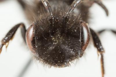  Andrena fuscosa Erichson, 1835