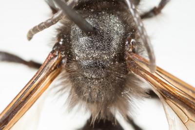  Andrena fuscosa Erichson, 1835