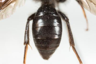  Andrena fuscosa Erichson, 1835