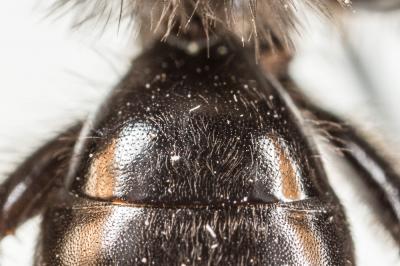  Andrena fuscosa Erichson, 1835