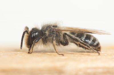  Andrena flavipes Panzer, 1799