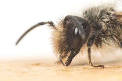  Andrena flavipes Panzer, 1799