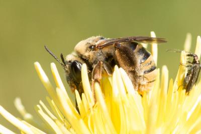 Eucère taurique Eucera taurica Morawitz, 1871