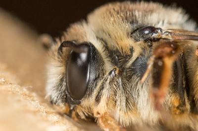 Eucère espagnole Eucera hispana Lepeletier, 1841