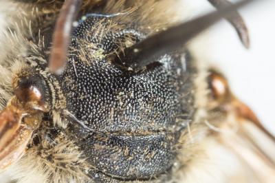 Eucère grise Eucera cineraria Eversmann, 1852