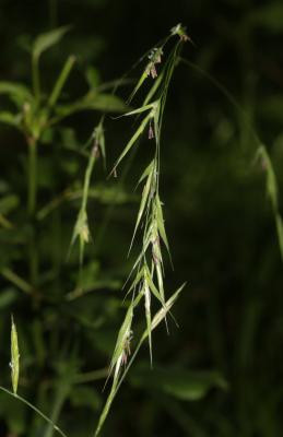 Brome âpre Bromopsis ramosa (Huds.) Holub, 1973