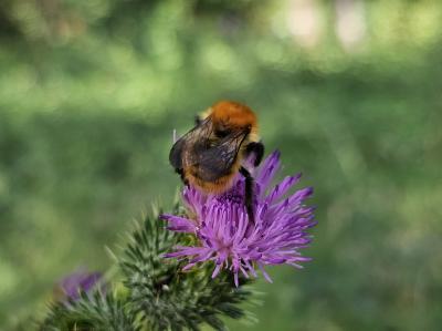 Bourdon des champs Bombus pascuorum (Scopoli, 1763)