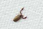 Pseudoscorpions Pseudoscorpiones De Geer, 1778