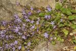  Campanula poscharskyana Degen, 1908