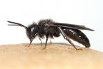  Andrena fuscosa Erichson, 1835