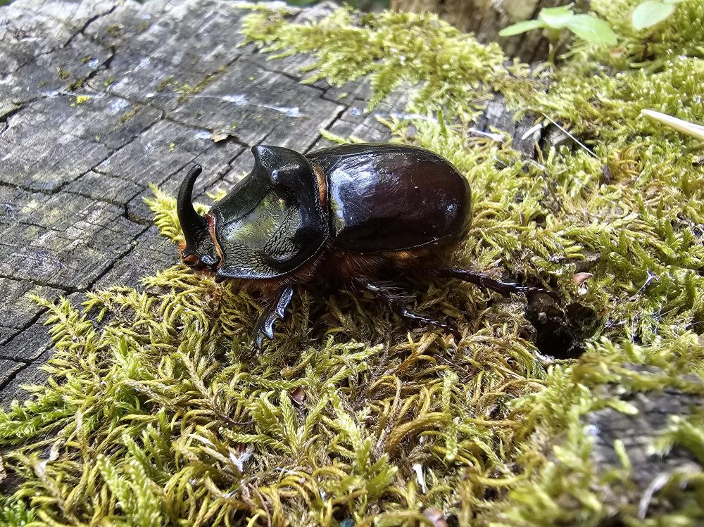  Oryctes nasicornis corniculatus A. Villa & G.B. Villa, 1833