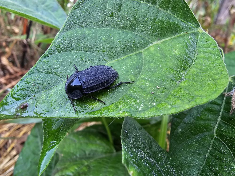  Phosphuga atrata (Linnaeus, 1758)