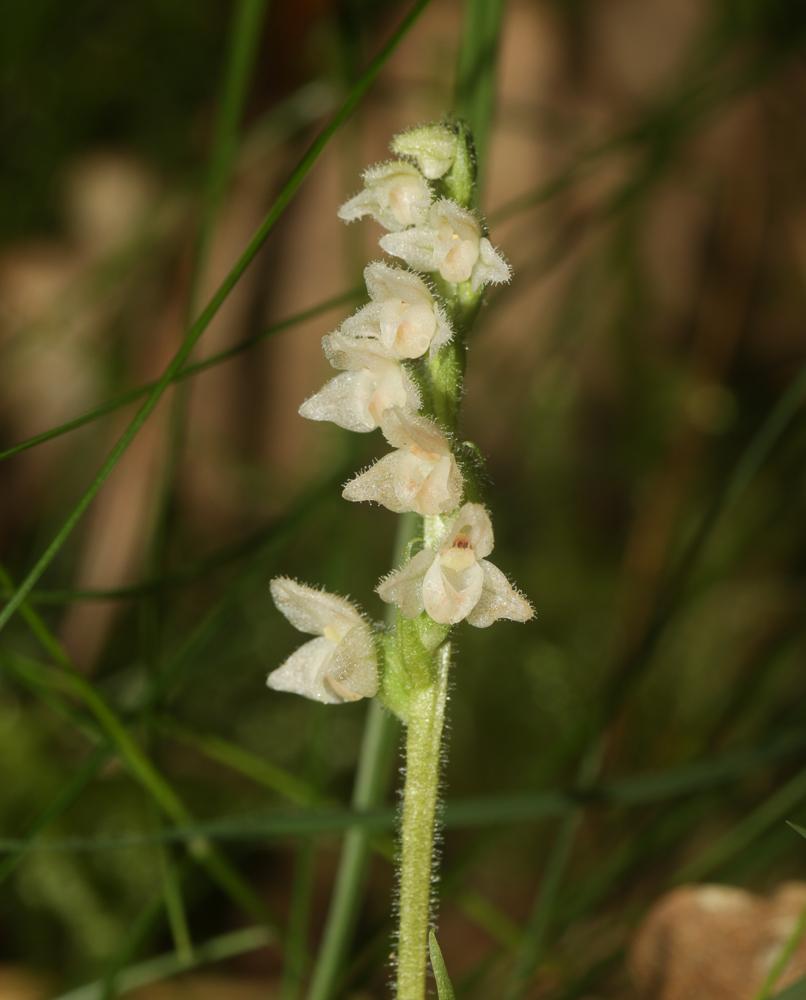 La Goodyère rampante Goodyera repens (L.) R.Br., 1813