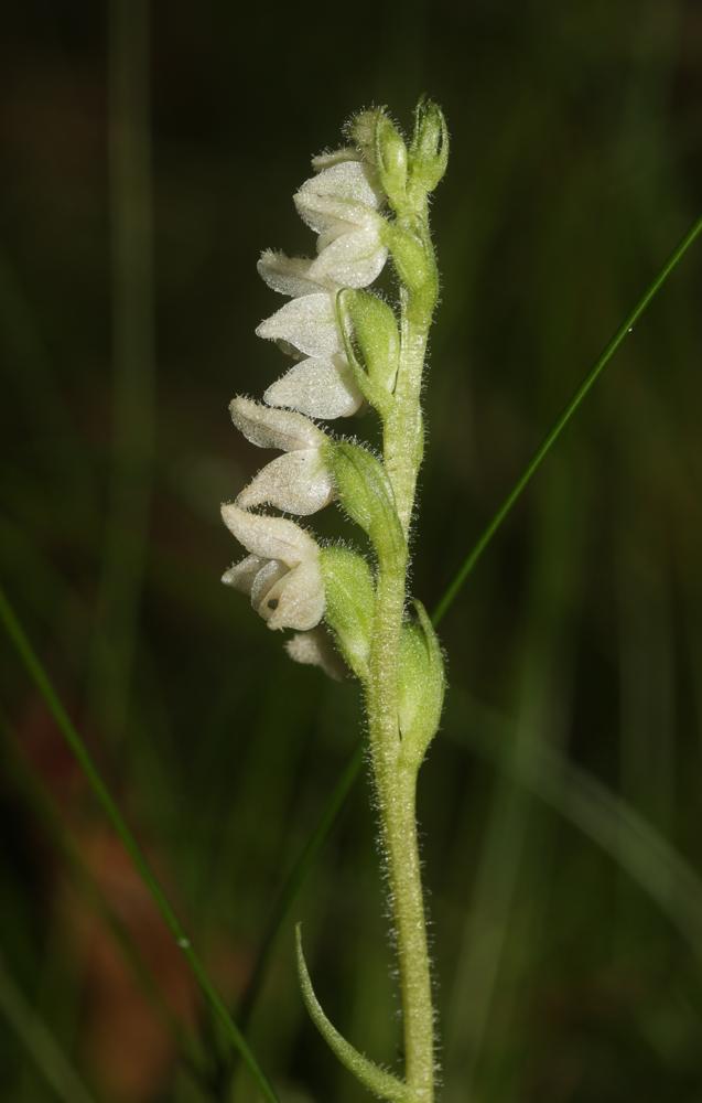 Goodyère rampante Goodyera repens (L.) R.Br., 1813