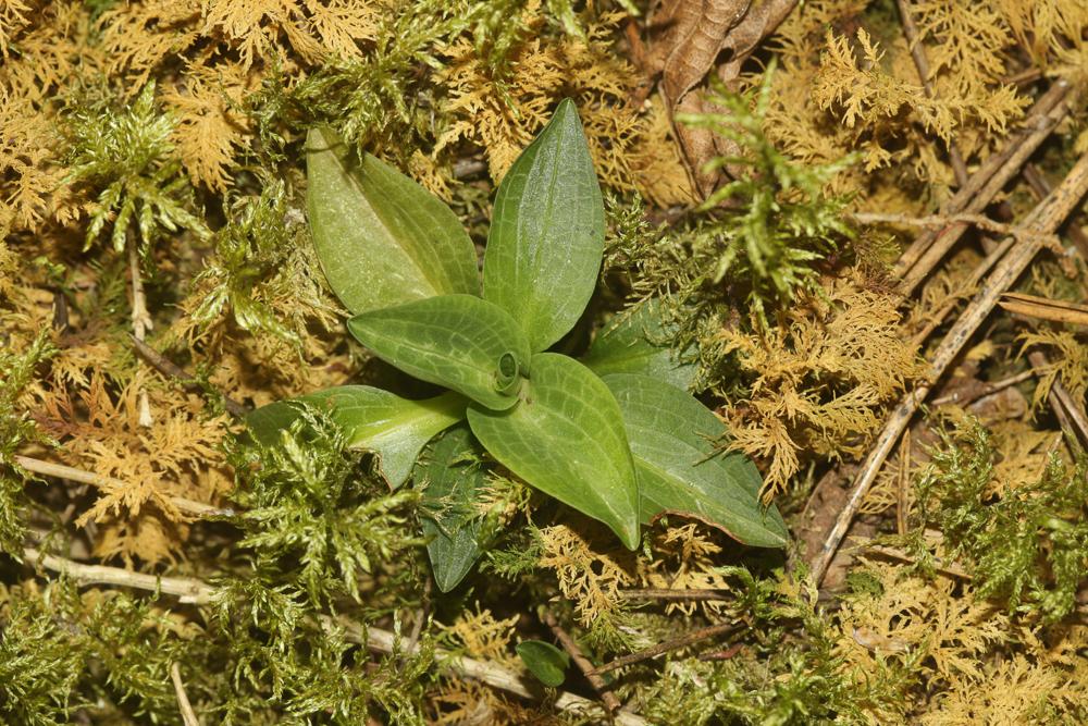 Goodyère rampante Goodyera repens (L.) R.Br., 1813