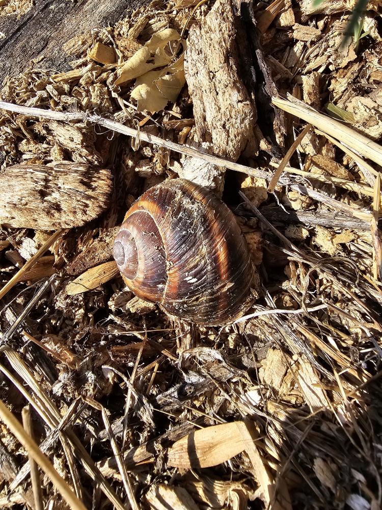 Escargot turc Helix lucorum Linnaeus, 1758