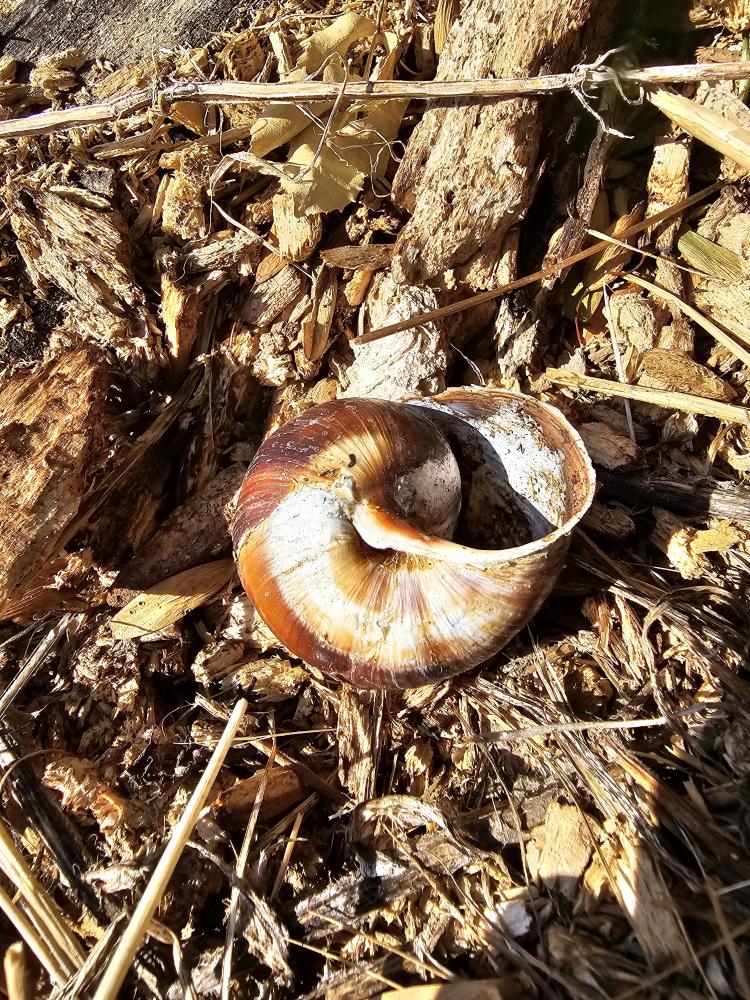 Escargot turc Helix lucorum Linnaeus, 1758