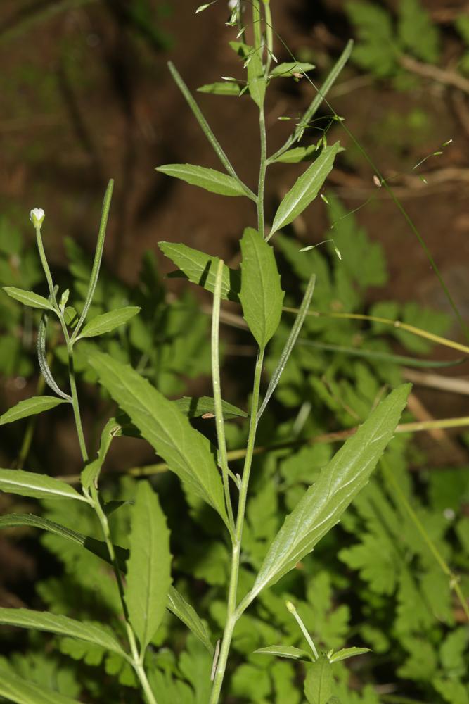 Épilobe à feuilles lancéolées Epilobium lanceolatum Sebast. & Mauri, 1818