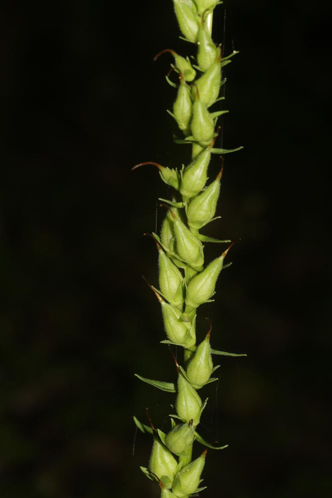 Digitale jaune Digitalis lutea L., 1753