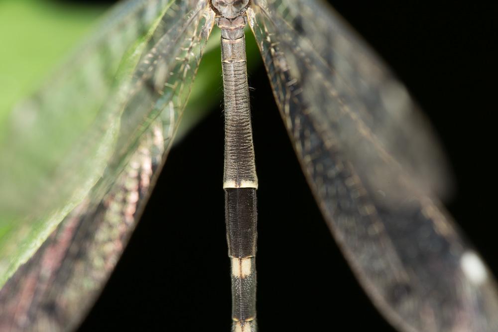 Le Fourmillion longicorne Distoleon tetragrammicus (Fabricius, 1798)