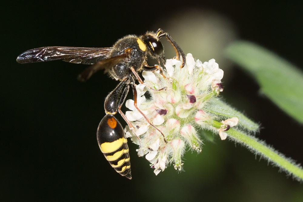 Le  Delta unguiculatum (Villers, 1789)