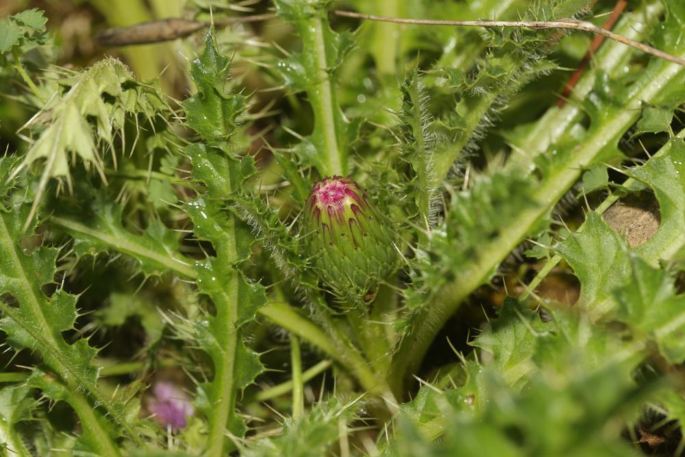 Cirse sans tige Cirsium acaulon (L.) Scop., 1769