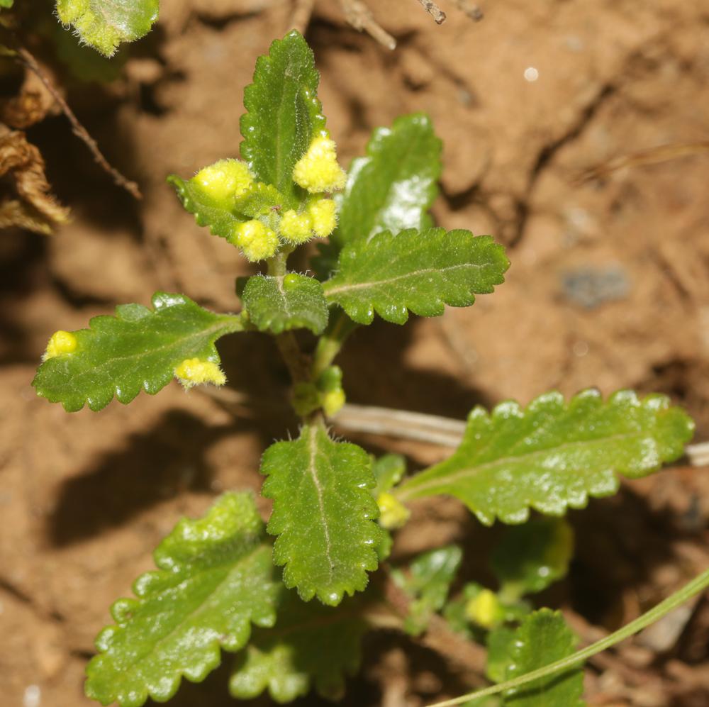  Aculus teucrii (Nalepa, 1892)