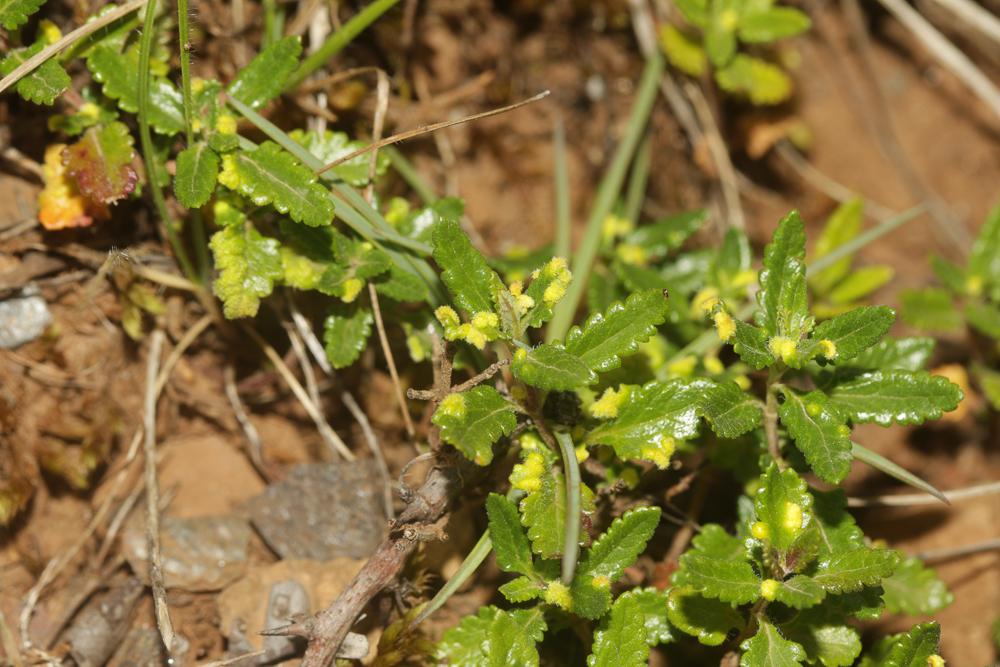  Aculus teucrii (Nalepa, 1892)