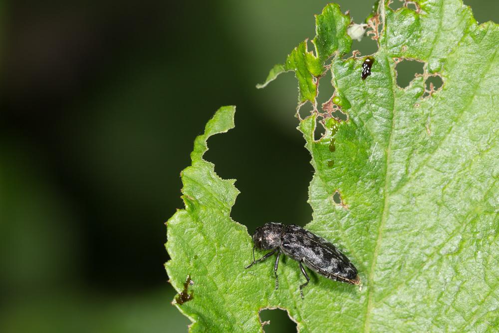 Bupreste du rosier Coraebus rubi (Linnaeus, 1767)