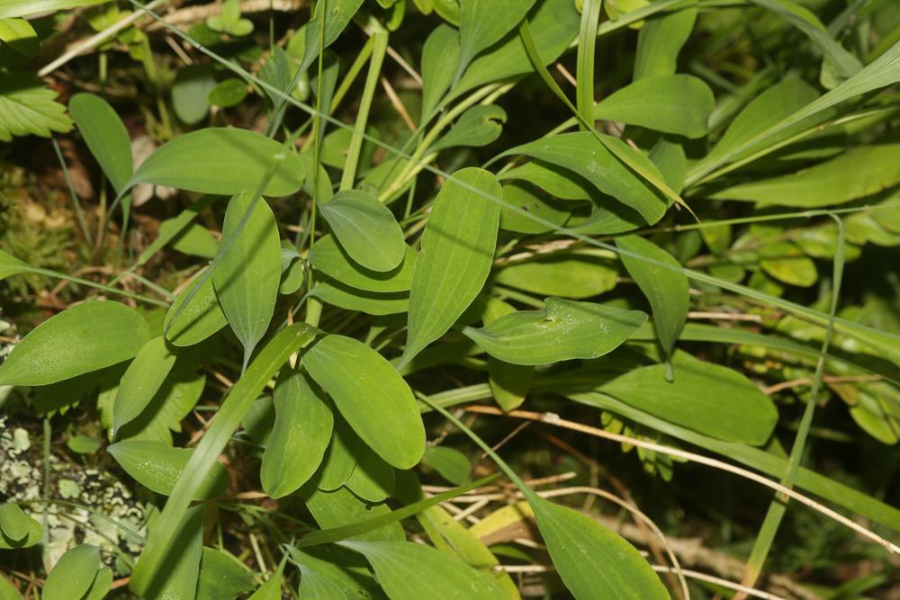 Buplèvre en faux, Percefeuille Bupleurum falcatum L., 1753