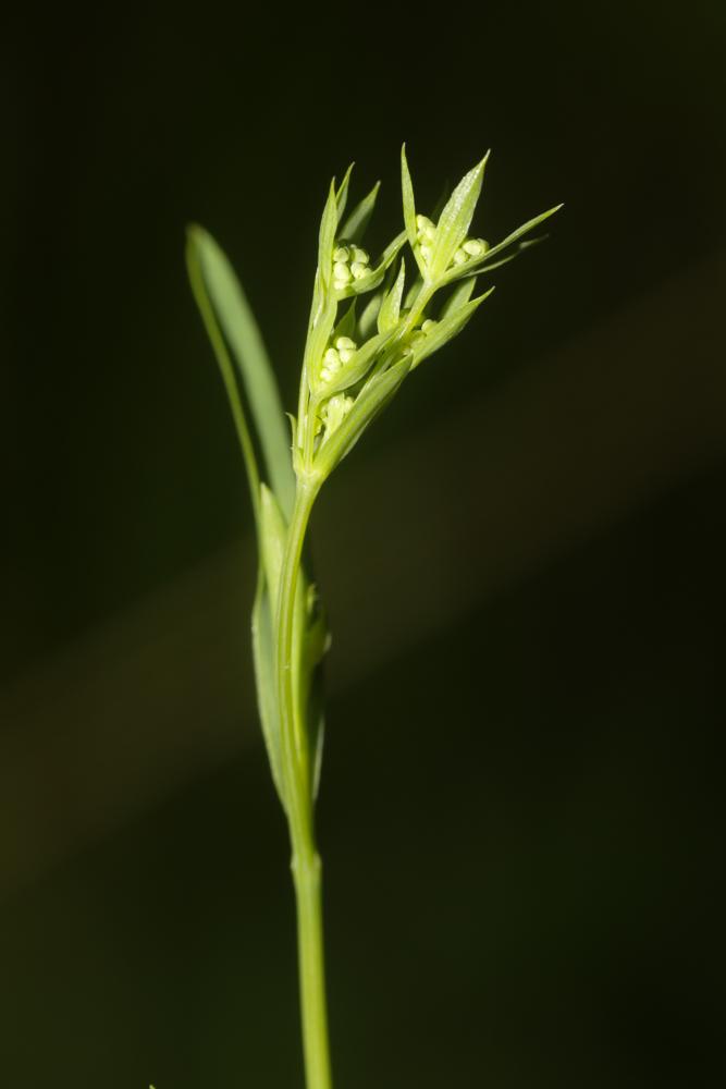 Buplèvre en faux, Percefeuille Bupleurum falcatum L., 1753