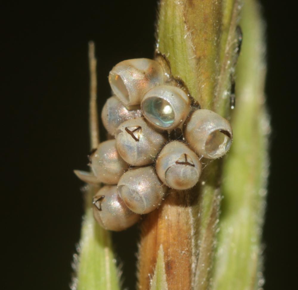 Punaise verte Palomena prasina (Linnaeus, 1760)